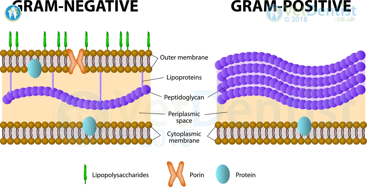 Endotoxins – VetDentist INFO